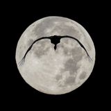 Close Up Flight