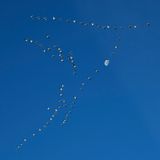 Snow Geese Under a Waning Moon