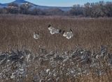 Bosque del Apache - Cornfield with Geese and Cranes