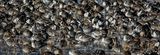 Pintails Everywhere