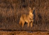 The Wiley and Well Fed Coyote