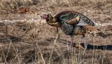 Colorful Wild Turkey in the Sun