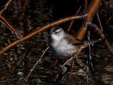 Marsh Wren