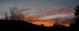 Sandhill Cranes 