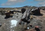 Petrified Forest, Arizona