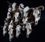 Skull Duggery