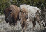 White Bison, Madrid, NM