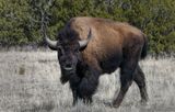 Bison, Madrid, NM
