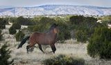 Wild Stallion Near Madrid, NM