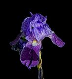 The Classic Iris