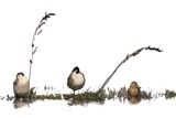 Ducks in a Row
