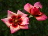 Spring Twins