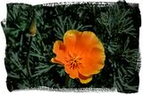 California Poppy