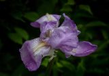 Late Bloomer