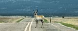 North American Pronghorn Antelope