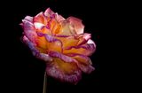 Night Rose