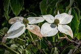 Dogwood Twins