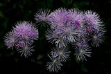 Fireworks in the Garden!