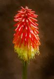 Garden Fireworks