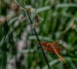 Flame Skimmer Dragonfly