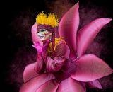 Fairy Queen of Albuquerque