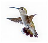 Female Black Chinned Hummer