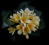 Garden Pom Pom