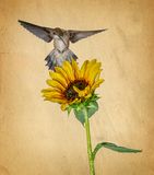 Hummer and Summer Sunflower