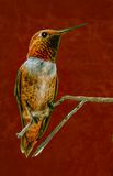 Male Rufous Hummingbird