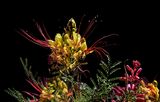 Mexican Bird of Paradise