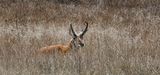 North American Pronghorn Antelope