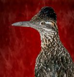 Roadrunner