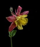 Colorful Columbine