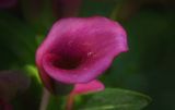 Lovely Purple Cala Lily