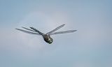 Blue Eyed Darner
