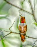 Rufous Hummingbird