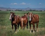 Belgian Draught Horses