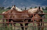 Belgian Draught Horses