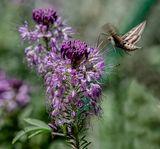 Hummingbird (Sphinx) Moth and Bee Balm Blossom