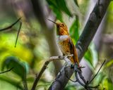 Rufous Hummingbird