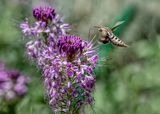 Hummingbird (Sphinx) Moth and Bee Balm Blossom