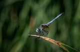 Blue Dasher