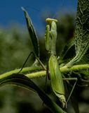 Patient Mantis