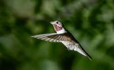 Broadtail Hummingbird