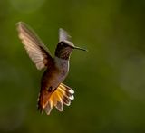 Female Rufous Hummingbird