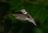 Broadtail Hummingbird