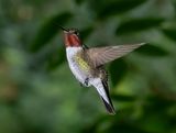 Broadtail Hummingbird