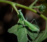Praying Mantis Female 