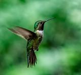 Black Chinned Hummingbird