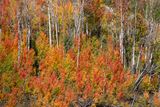 Near Chama, NM